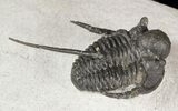 Spiny Cyphaspis Trilobite - Morocco #45603-1